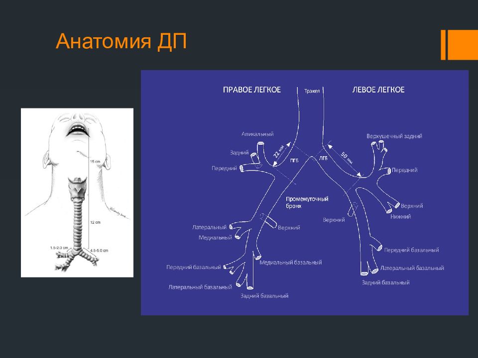 Анатомия хирургия. Анестезиология в торакальной хирургии. Анатомия правого рукава. Антомия правой ЛЕГОЙ.