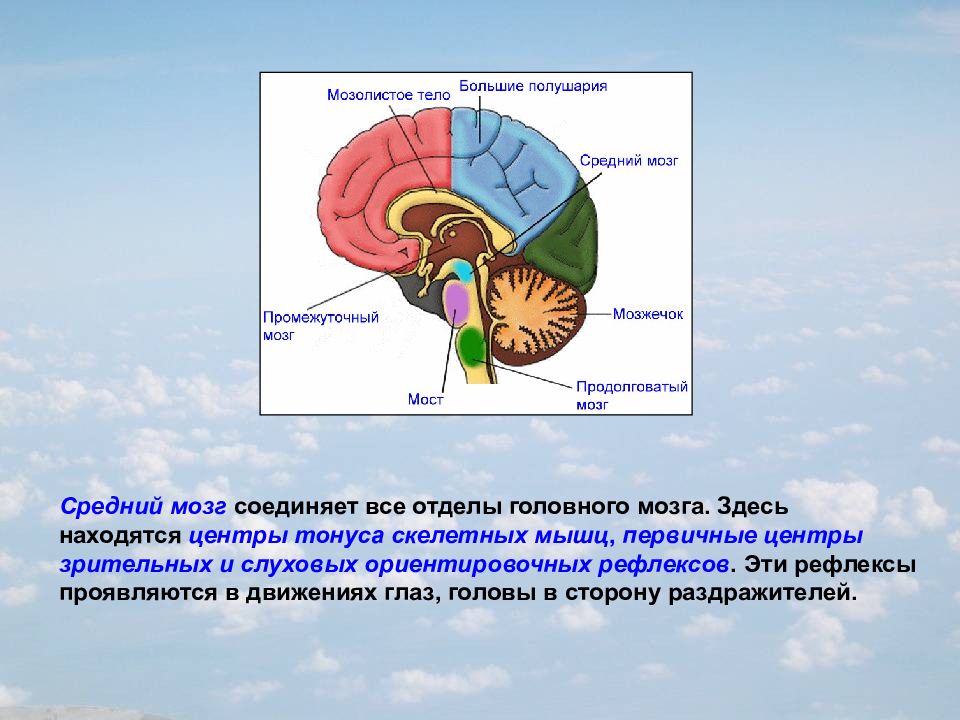Центры ориентировочных рефлексов человека находятся в. Отделы головного мозга центры регуляция дыхания. Проводниковая функция мозжечка. Рефлекторный отдел мозга. Продолговатый мозг центры регуляции.