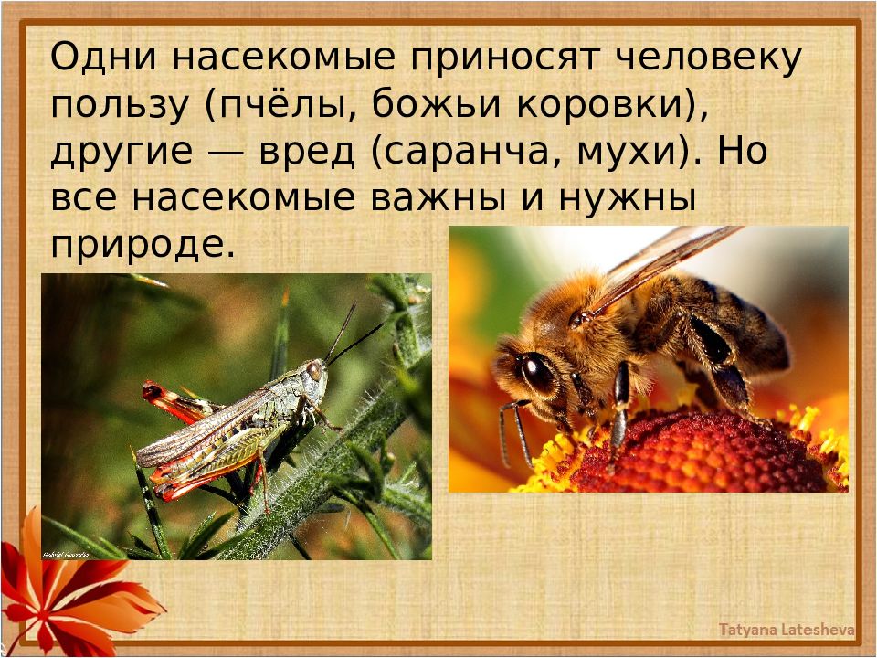 Пчелы вред. Какие насекомые приносят пользу человеку. Все насекомые Шестиногие. Польза и вред пчел. Саранча вред.