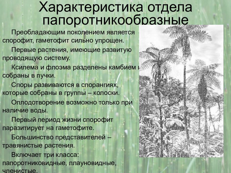 Какие особенности строения и физиологии папоротникообразных. Отдел Папоротниковидные общая характеристика. Характеристика отдела Папоротниковидные. Характеристика отдела Папоротникообразные. Общая характеристика папоротникообразных.