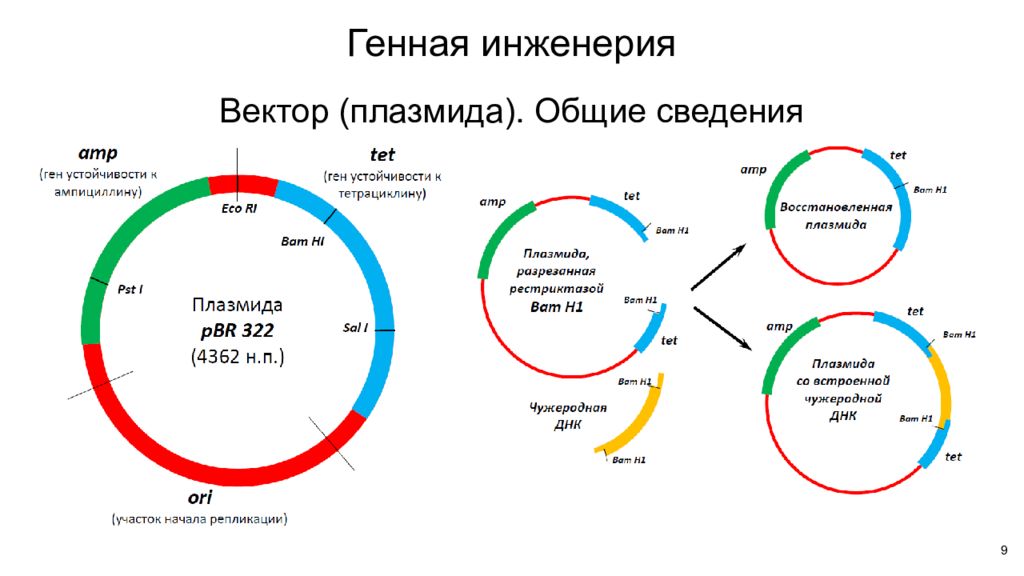 Получение ген. Понятие о генной инженерии. Плазмиды в генной инженерии. Рекомбинантные плазмиды генная инженерия. Вектор в генной инженерии это.