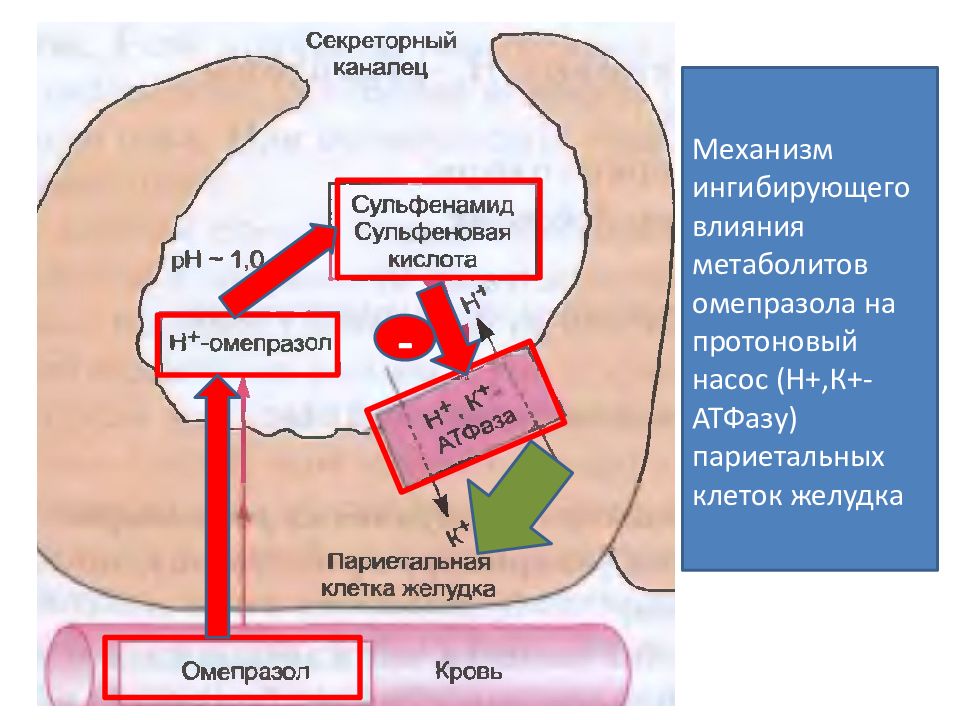 Омепразол действие. Омепразол механизм действия. Механизм действия омепразола. Механизм снижения желудочной секреции под влиянием омепразола. Протонная помпа в париетальных клетках желудка.