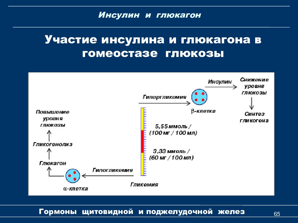 Инсулин презентация по биохимии