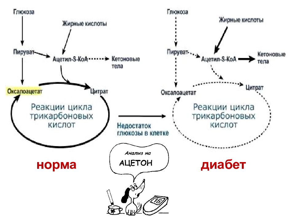 Липогенез. Синтез липидов в клетке. Лейцин в ацетил КОА. Образование ацетил ко а из лейцина. Распад липидов.