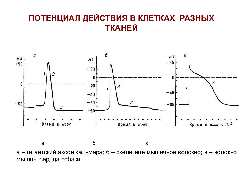 Рисунок потенциал действия