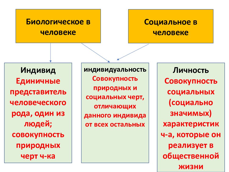 Человек по мнению автора является вещью проектом духовным субъектом биосоциальным существом