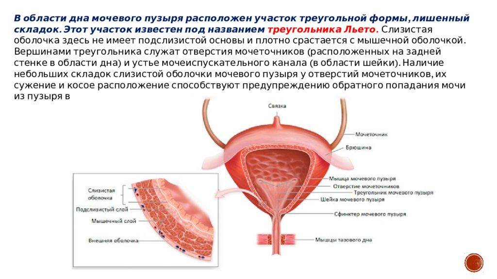 Мышцы мочевого пузыря. Мочевой пузырь препарат анатомия. Дно мочевого пузыря анатомия. Шейка мочевого пузыря анатомия. Строение мочевого пузыря шейка.