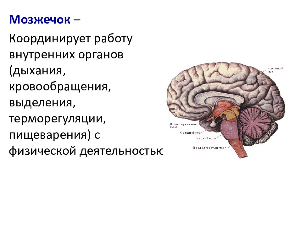 Особенности мозжечка головного мозга