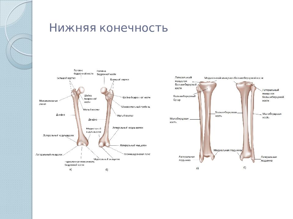 Анатомия человека презентация егэ