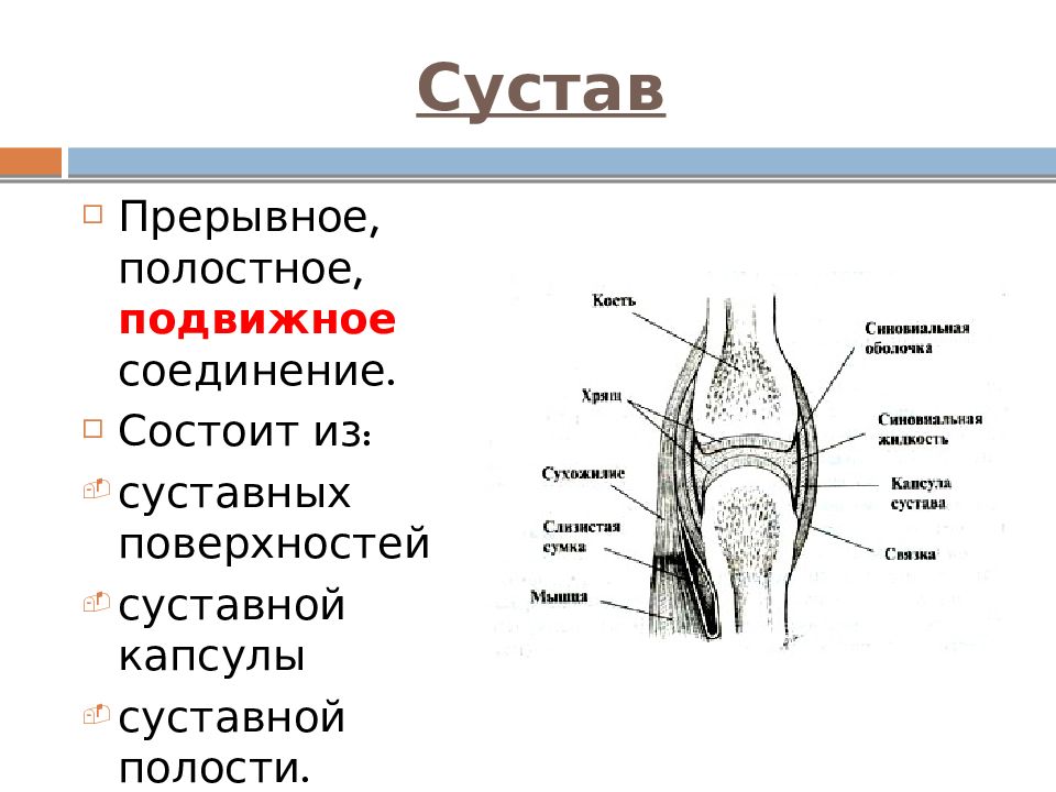 Прерывные соединения костей. Суставная капсула состоит из. Капсула сустава состоит из. Прерывные соединения суставы. Суставная капсула функции.