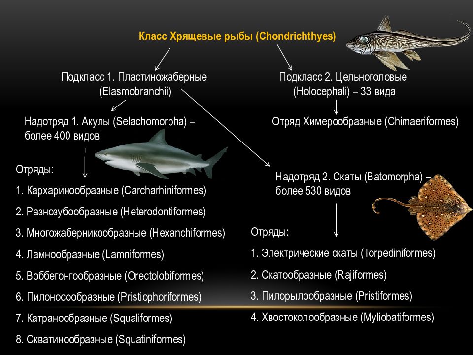 Хрящевые рыбы примеры