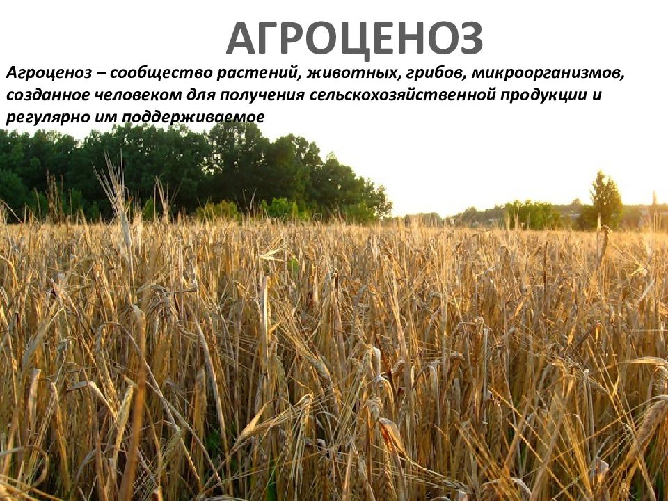 Пшеница группа организмов. Искусственные экосистемы агроценозы. Искусственная экосистема агробиоценоз. Экосистема поле пшеницы. Агроэкосистема пшеничного поля.