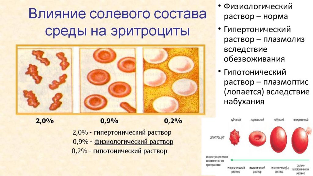 Презентация гистология ткани