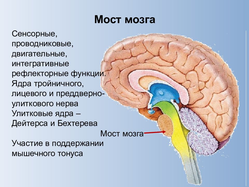 Мост мозга. Мост ЦНС анатомия. ЦНС варолиев мост. Части моста головного мозга. Мост мозга функции.