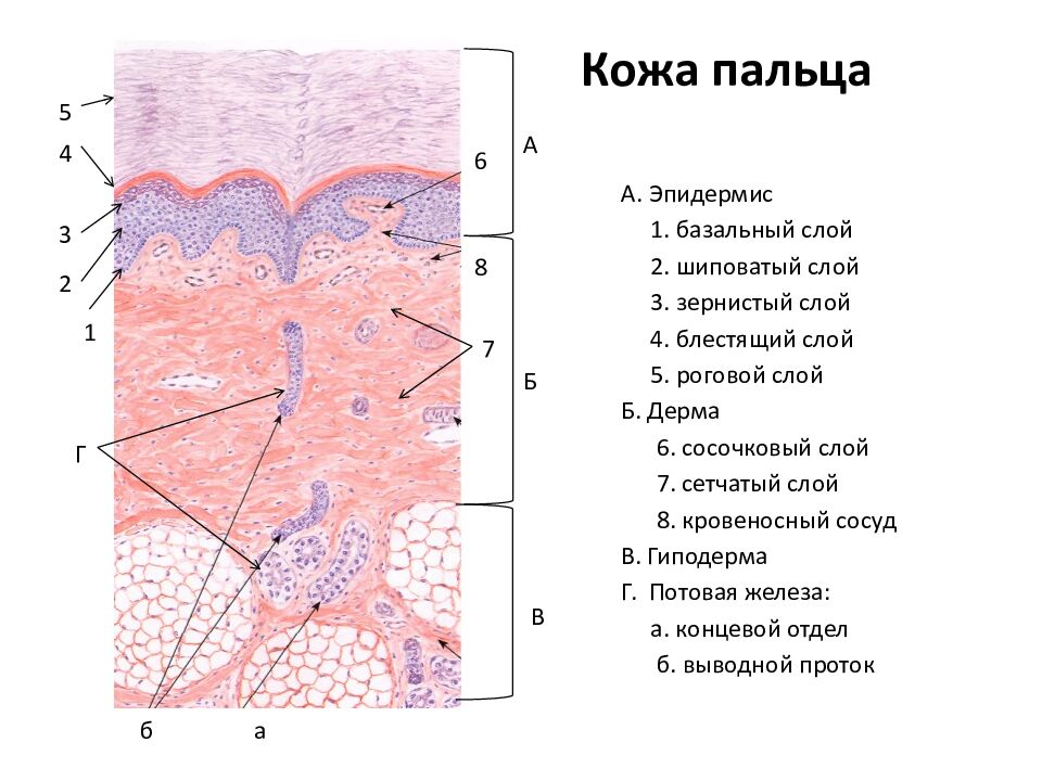 Кожа пальца