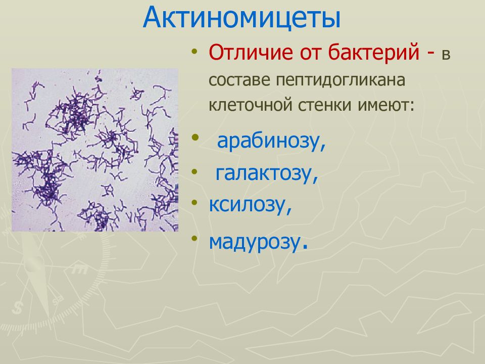 Картинки КЛЕТКА БАКТЕРИИ СОСТОИТ ИЗ ОБОЛОЧКИ