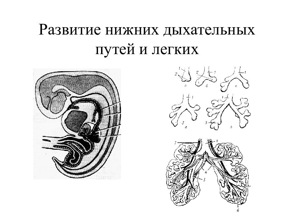 Функциональная анатомия дыхательной системы презентация