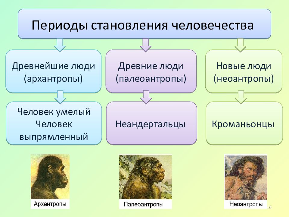 Этапы становления человека презентация