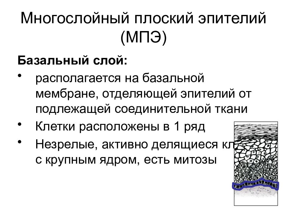 Обнаружены клетки эпителия базально парабазального слоев. Многослойный плоский эпителий. Многослойный плоский эпителий матки. Базальный слой. Базальный слой многослойного плоского эпителия.