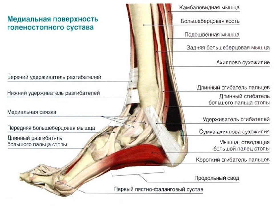 Голеностопные связки анатомия