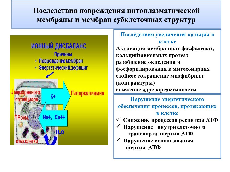 Нарушение мембран клетки. Основные механизмы повреждения клеточных мембран. Повреждение мембраны клетки. Факторы повреждения клеточных мембран. Основные механизмы повреждения клетки.