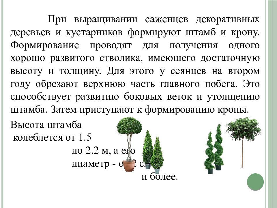 Презентация выращивание декоративных растений