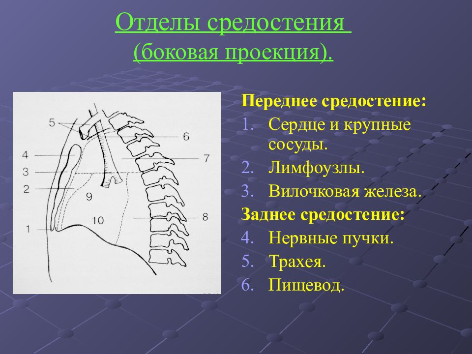 Верхняя стенка средостения