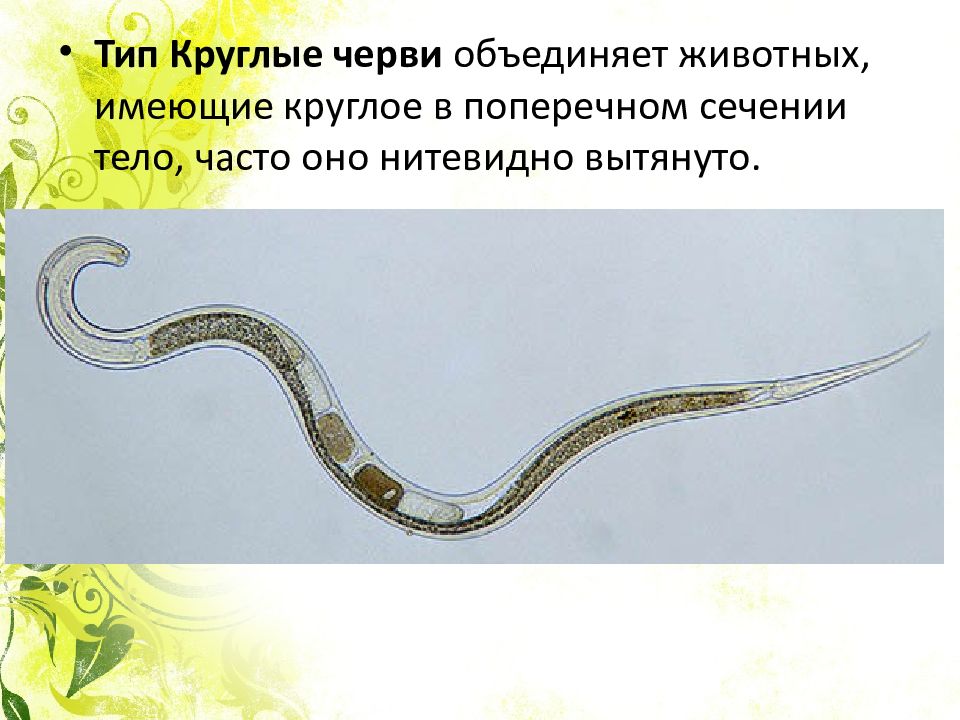 Особенности типа круглые черви. Классы круглые черви биология 7 класс. Биология 7 класс тема круглые черви. Тип круглые черви 7 класс биология.