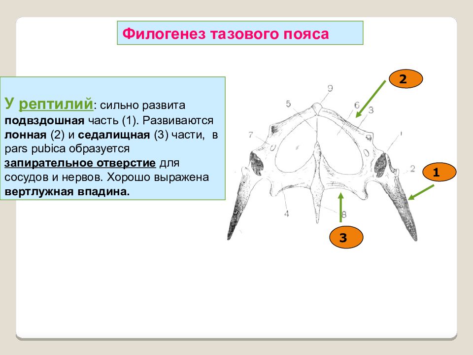 Скелет конечностей рептилий. Тазовый пояс рептилий строение. Конечности рептилий. Пояса конечностей пресмыкающихся. Скелет осевой пресмыкающиеся.