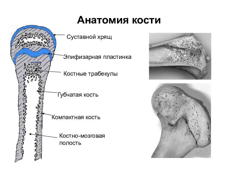 Эпифизарный хрящ. Эпифизарная пластинка кость. Эпифизарная пластинка роста трубчатой кости. Эпифизарная пластинка роста. Строение эпифизарная пластинка.