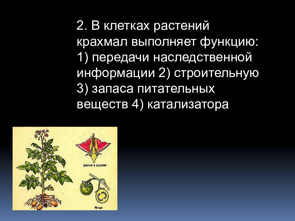 Как образуется крахмал в растениях. Функция крахмала в растительной клетке. функции крахмала в растениях. какую функцию полисахариды выполняют в растении.
