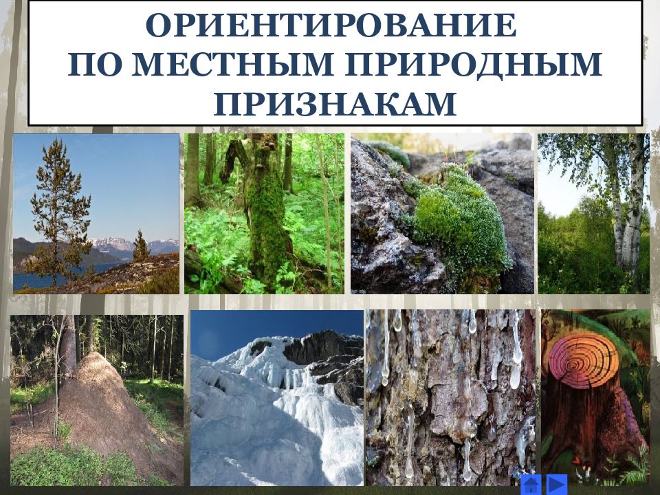 Естественно проявление. Ориентирование по природным признакам. Ориентир по природным признакам. Ориентирование на местности по природным признакам. Ориентирование по местности по природным признакам.