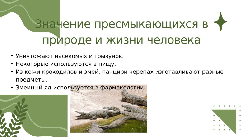 Общая характеристика пресмыкающихся