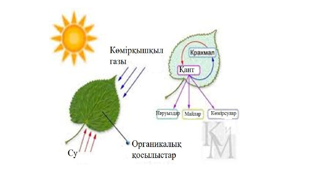 Қоректік заттардың тасымалдануы