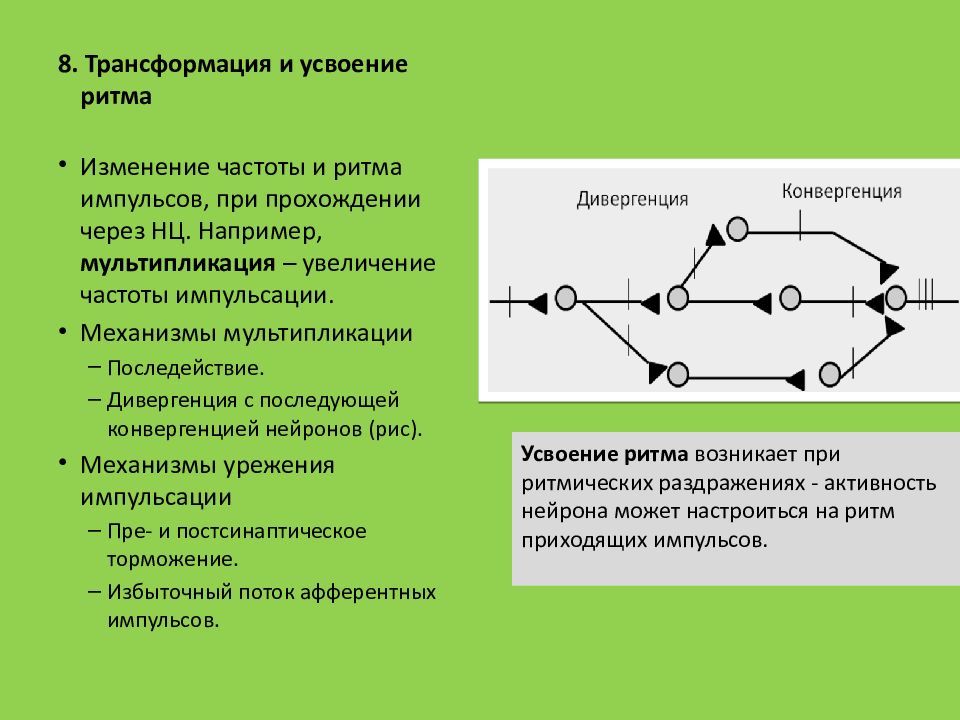 Возбуждение пример. Трансформация ритма. Трансформация ритма возбуждения. Трансформация ритма возбуждения в ЦНС. Трансформация ритма в нервных центрах это.