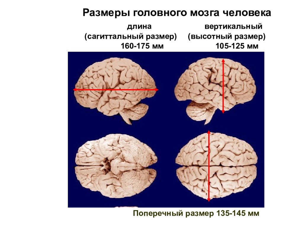 Относительные размеры мозга