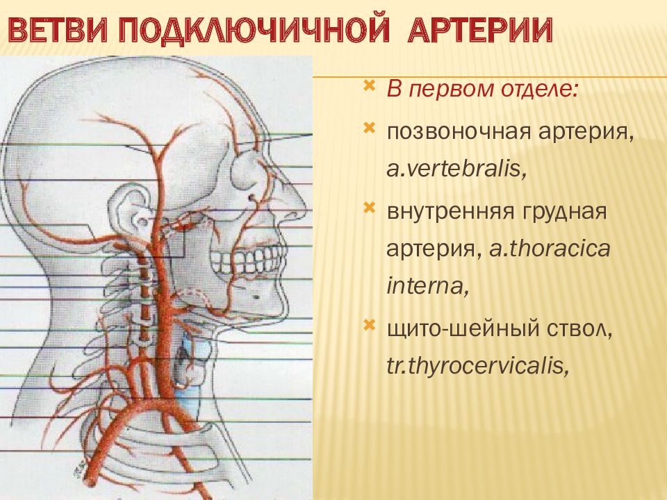 Рисунок подключичной артерии