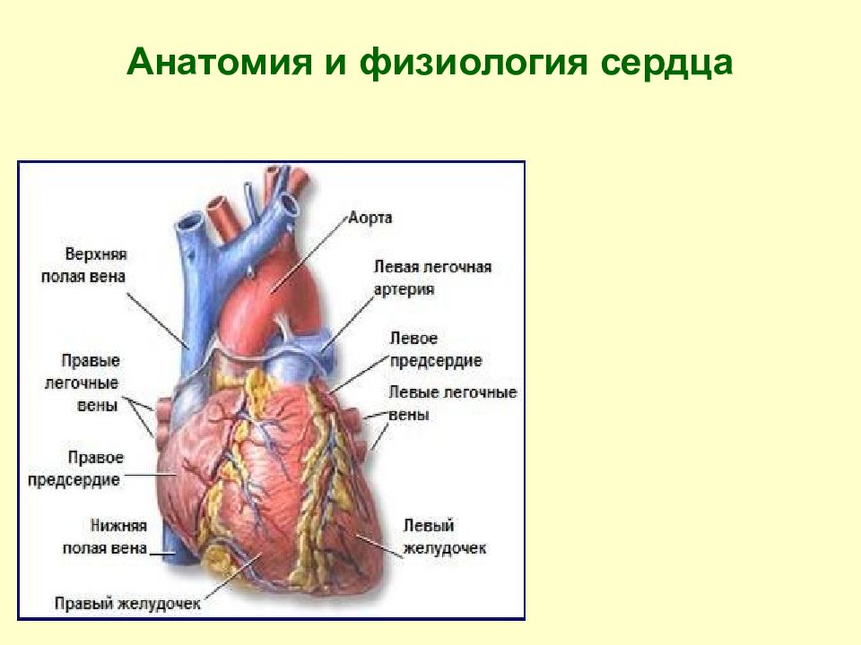 Работа сердца физиология. Физиологическое строение сердца. Венечные артерии сердца анатомия. Коронарные артерии кровоснабжают. Анатомия коронарных артерий сердца.