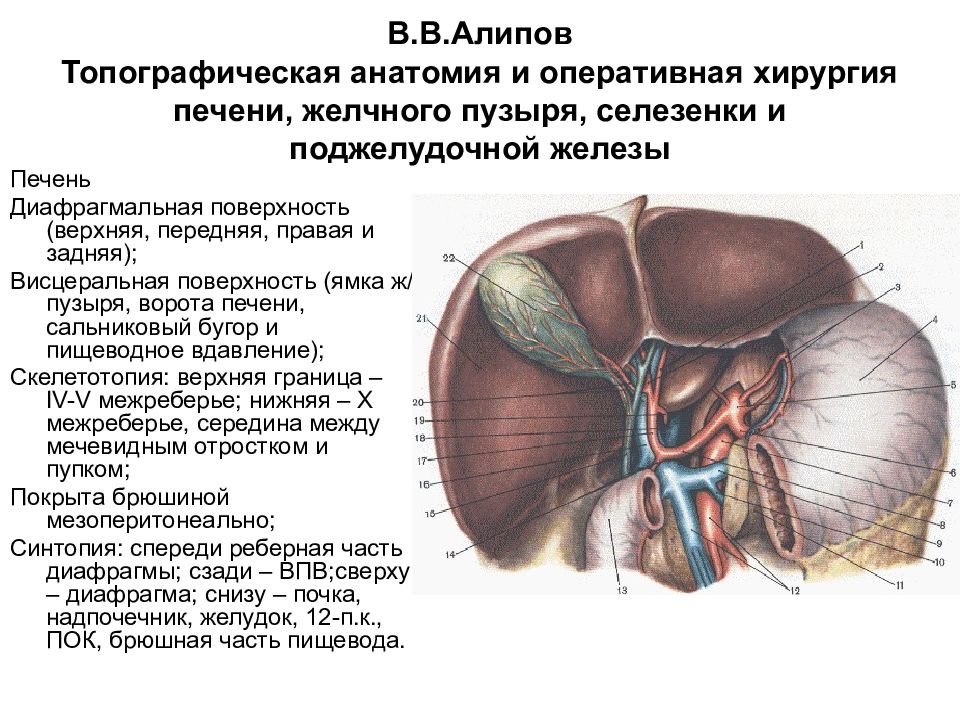 Печень презентация по анатомии