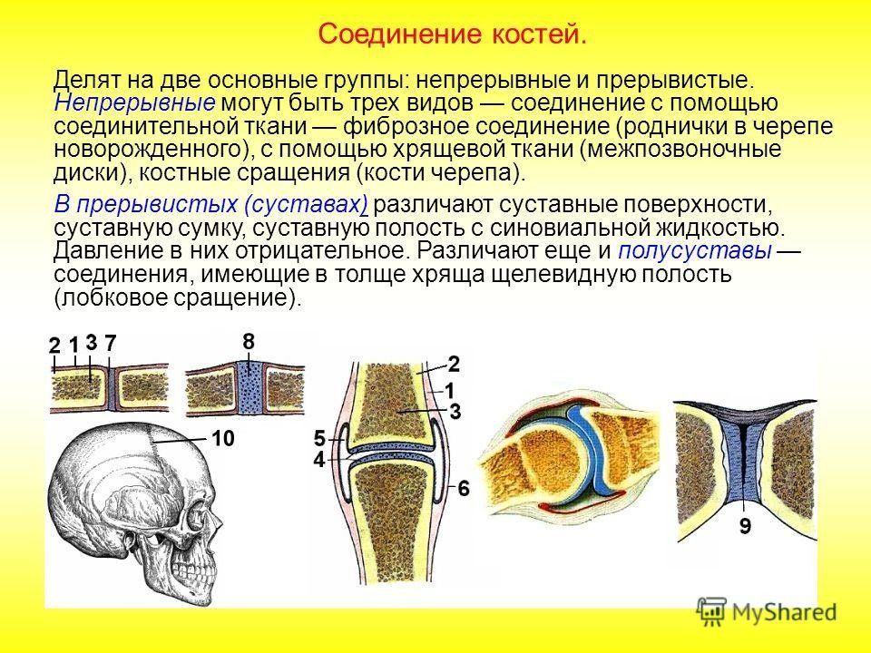 Составьте схему иллюстрирующую виды соединений костей