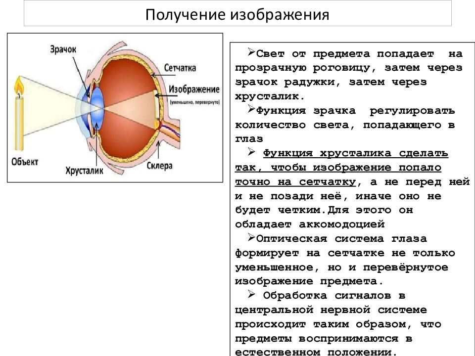 Свет процесс восприятия света. Строение сетчатки глаза. Схема строения глазного анализатора. Зрительный анализатор строение сетчатки. Формирование изображения на сетчатке.