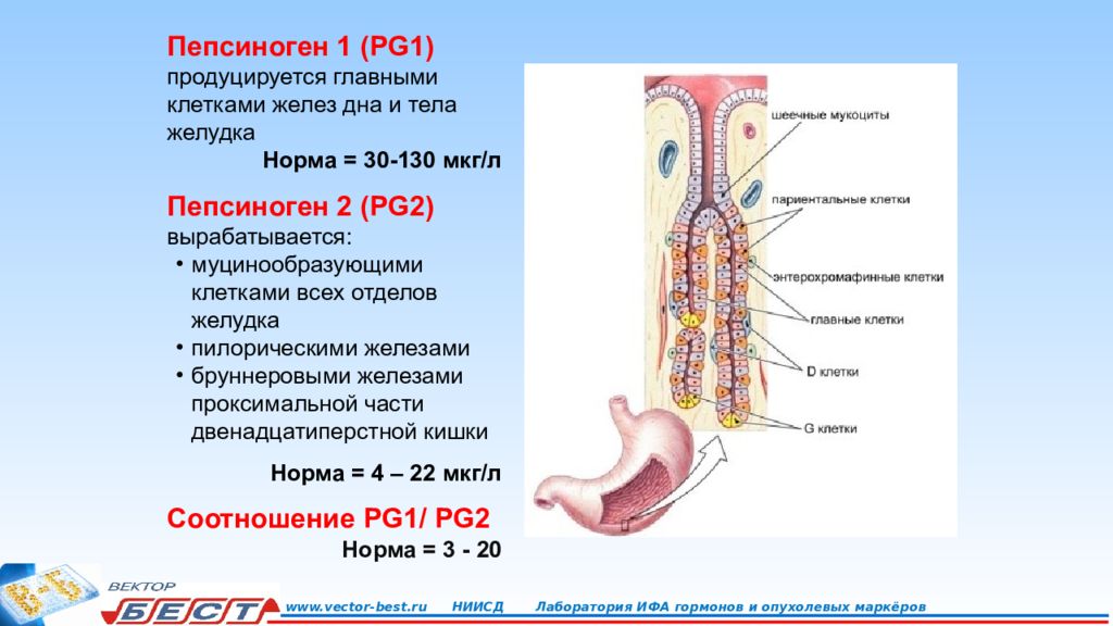 Пепсиноген