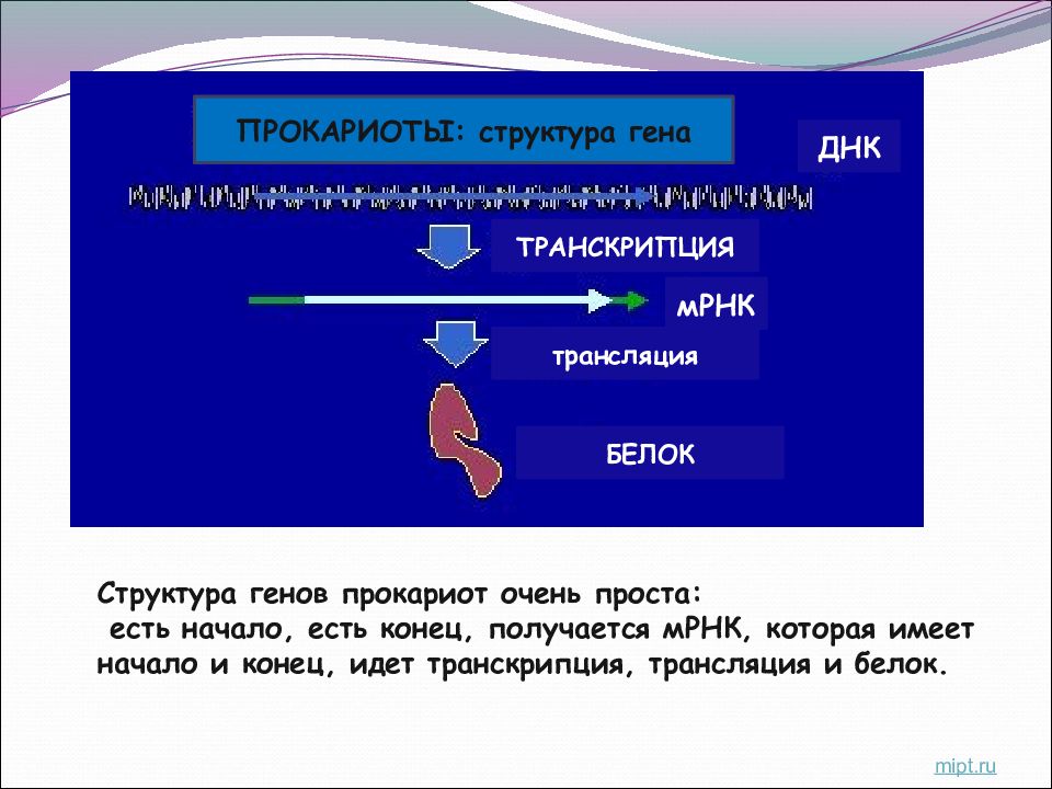 Структурные гены. Структура генома прокариот. Строение генов прокариот. Структурный ген прокариот. Молекулярная структура Гена прокариот.