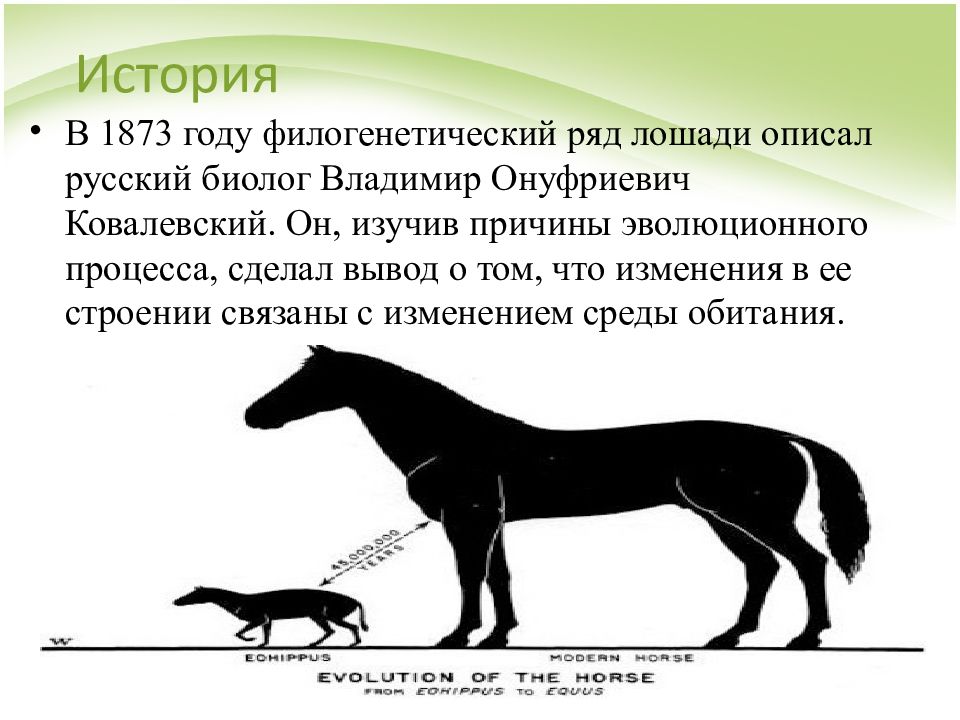 Филогенетические ряды. Филогенетический ряд лошади Ковалевский. Ковалевский филогенетические ряды. Филогенетическое Древо лошади. Ковалевский ряд лошади.