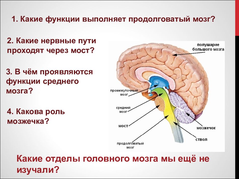 Функции среднего головного мозга человека. Отделы мозга продолговатый промежуточный. Головной мозг строение мозжечок мост. Передний, продолговатый, средний и промежуточный отделы мозга. Функции 5 отделов головного мозга человека.