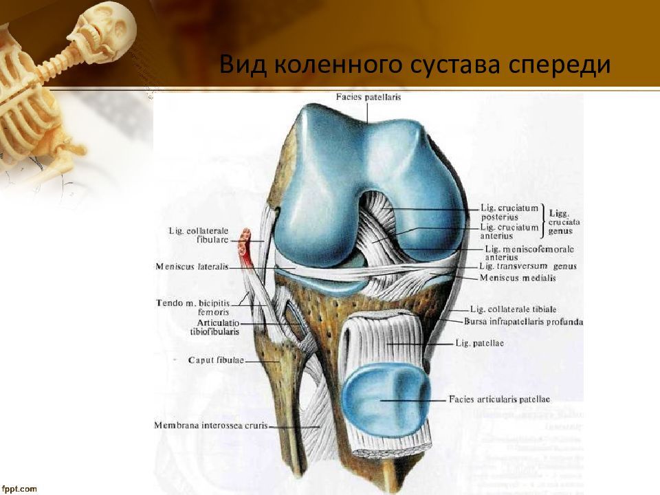 Презентация коленный сустав