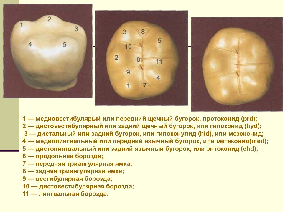 Бугры моляров верхней челюсти. Бугорки 1 моляра нижней челюсти. Бугры 1 моляра нижней челюсти. Второй моляр нижней челюсти поверхности. Первый моляр нижней челюсти моделирование.