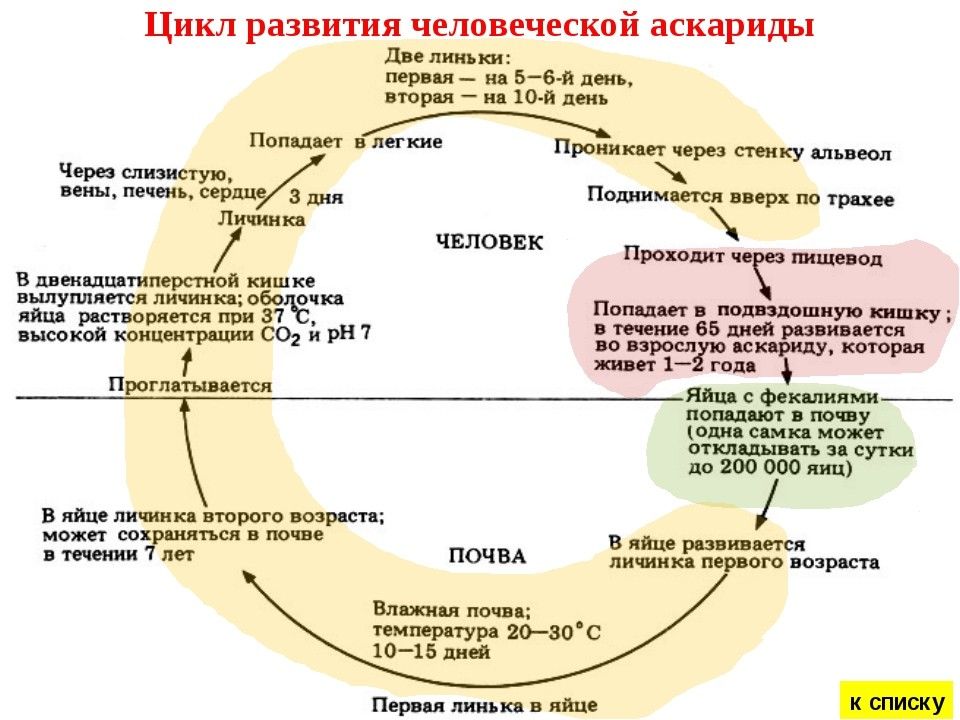 Жизненный цикл аскариды человеческой схема 7 класс биология