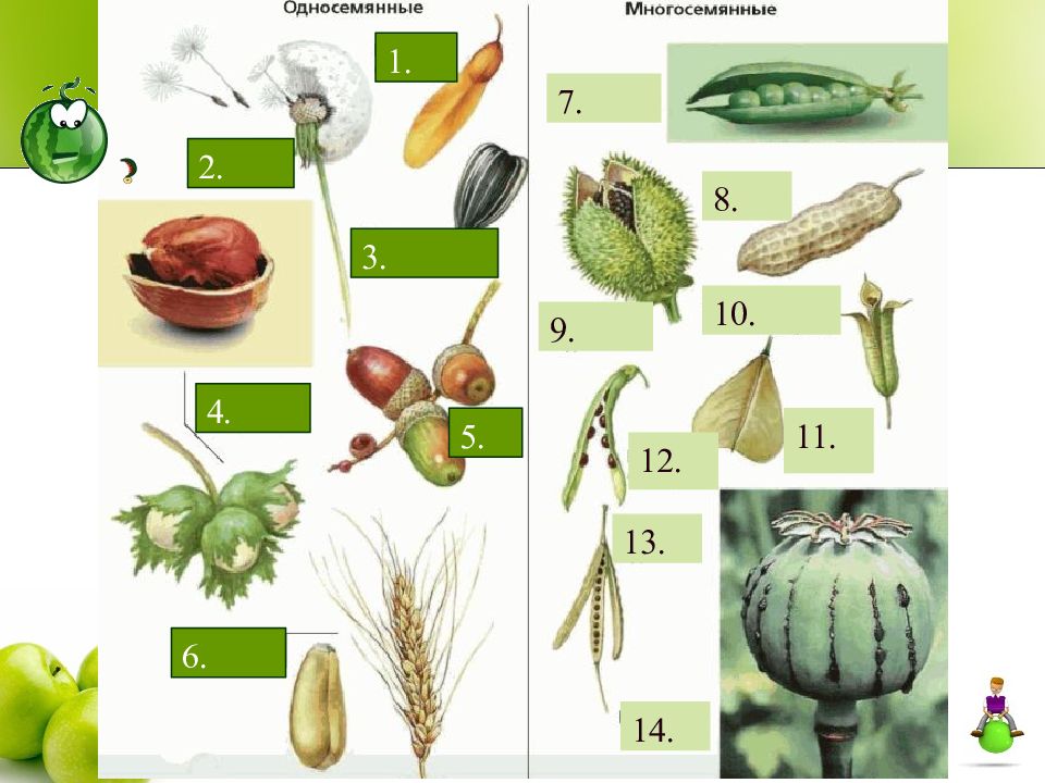 7 семена рисунки. Сухие односемянные плоды и растения. Сухие многосемянные плоды растения. Односемянные и многосемянные растения. Многосемянные сухие семена.