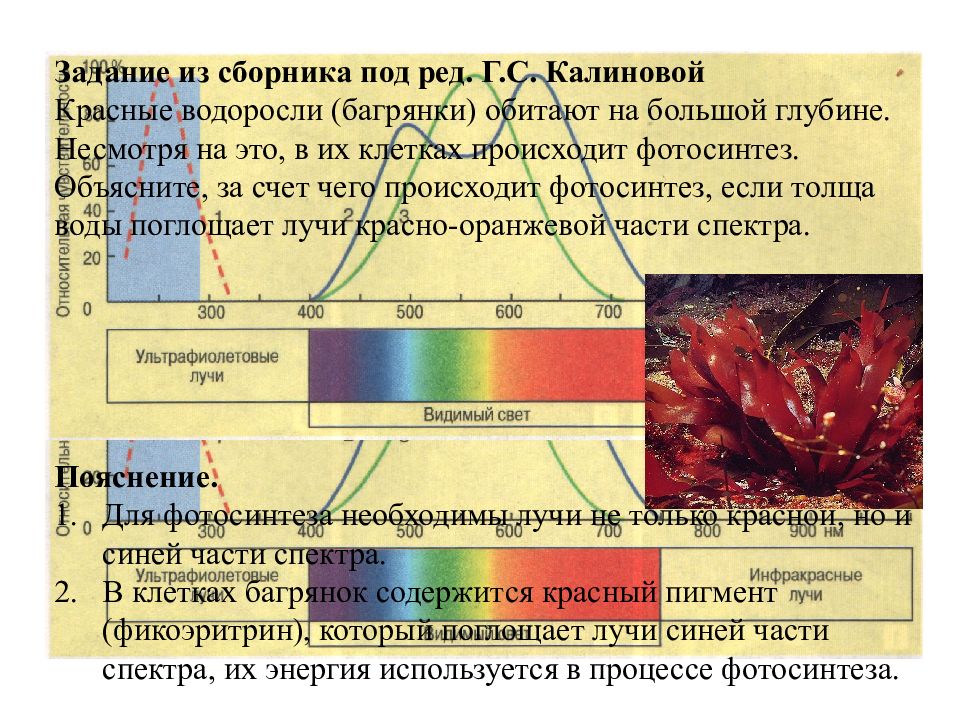 Пигменты фотосинтеза. Красные водоросли фотосинтез. Глубина обитания красных водорослей. Спектры водорослей. Красные водоросли на глубине.